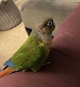 Lost Conure