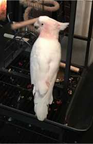 Lost Major Mitchell Cockatoo