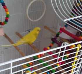 Lost Budgerigar