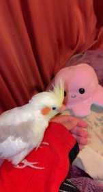 Lost Cockatiel
