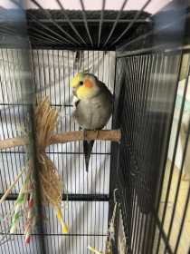 Lost Cockatiel