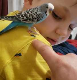 Lost Budgerigar