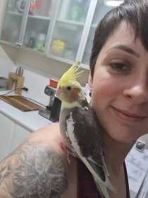 Lost Cockatiel