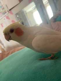 Lost Cockatiel