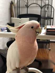Lost Major Mitchell Cockatoo