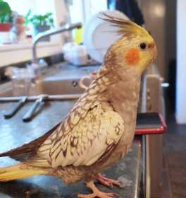 Lost Cockatiel