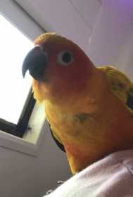 Lost Conure