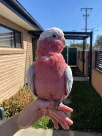 Lost Galah Cockatoo