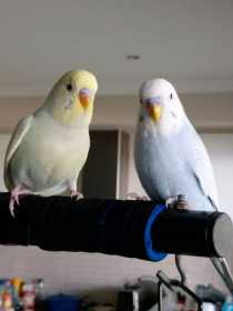 Lost Budgerigar