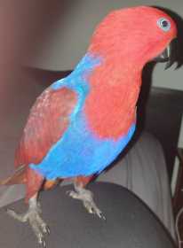 Lost Eclectus