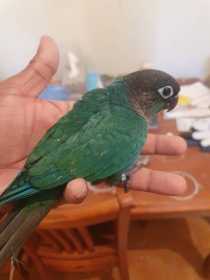 Lost Conure