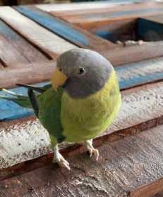 Lost Plum-Headed Parakeet