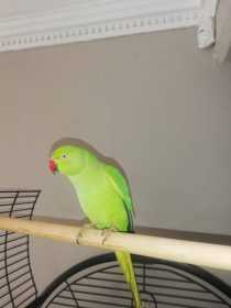 Lost Indian Ringneck Parakeet