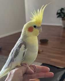 Lost Cockatiel