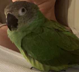 Lost Conure