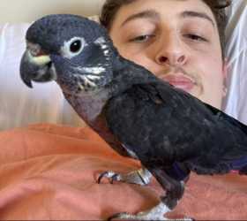 Lost Pionus