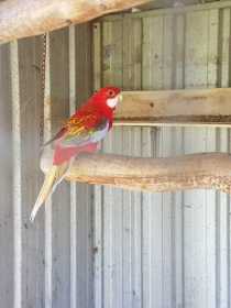 Lost Rosella