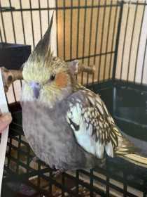 Lost Cockatiel
