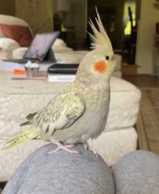 Lost Cockatiel