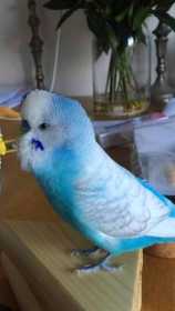 Lost Budgerigar