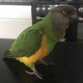 Lost Senegal