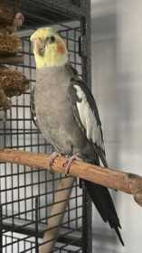 Lost Cockatiel