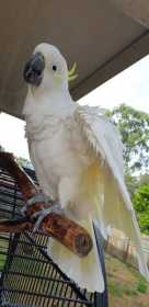 Lost Cockatoo