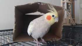 Lost Cockatiel