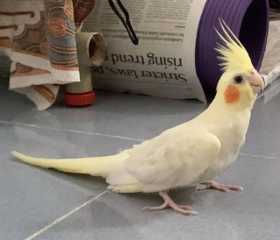 Lost Cockatiel