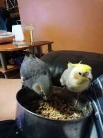 Lost Cockatiel