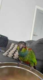 Lost Conure