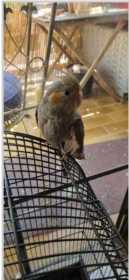 Lost Cockatiel