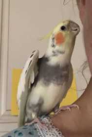 Lost Cockatiel