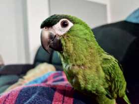 Lost Macaw