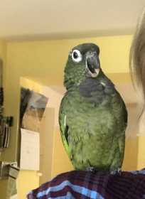 Lost Pionus