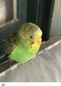 Lost Parakeet