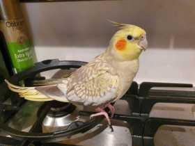 Lost Cockatiel