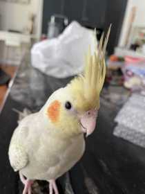 Lost Cockatiel