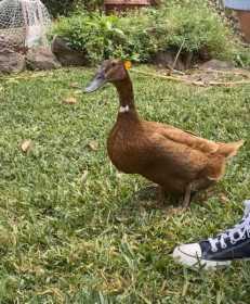Lost Duck
