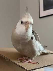 Lost Cockatiel