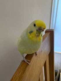 Lost Budgerigar