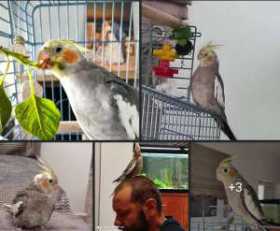 Lost Cockatiel