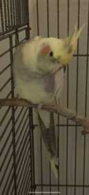 Lost Cockatiel