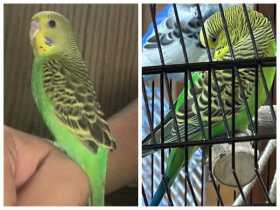 Lost Budgerigar