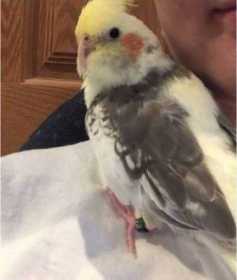 Lost Cockatiel