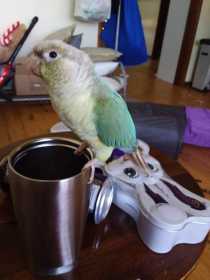 Lost Conure