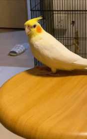 Lost Cockatiel