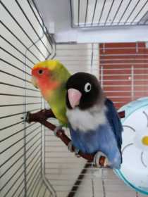 Lost Lovebird