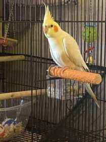 Lost Cockatiel