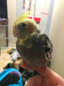 Lost Cockatiel